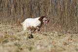 SETTER ANGLAIS 081